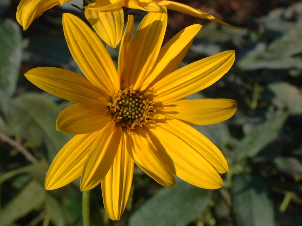 Heliantus tuberosus / Topinambur